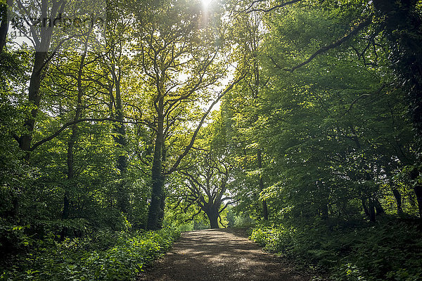 Epping Forest; London  England'.