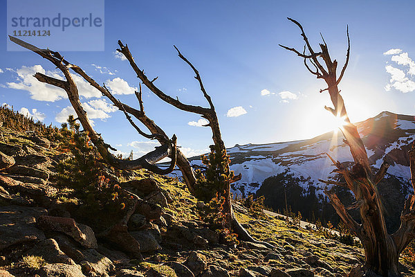 Blick auf abgestorbene Bäume bei Sonnenuntergang  Rocky Mountain National Park; Colorado  Vereinigte Staaten von Amerika'.