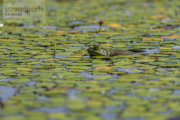 Ein amerikanischer Ochsenfrosch (Lithobates catesbeianus) ruht in einem Teich; Tahlequah  Oklahoma  Vereinigte Staaten von Amerika '