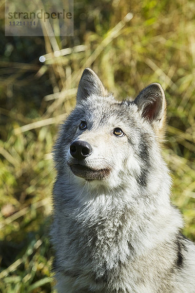 Porträt eines weiblichen Grauen Wolfs (canis lupus)  der nach oben schaut  in Gefangenschaft  Alaska Wildlife Conservation Center; Portage  Alaska  Vereinigte Staaten von Amerika