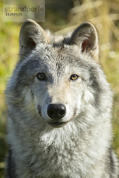 Porträt eines weiblichen Grauen Wolfs (canis lupus)  in Gefangenschaft  Alaska Wildlife Conservation Center; Portage  Alaska  Vereinigte Staaten von Amerika