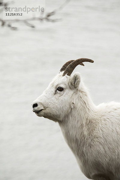 Profilansicht eines weiblichen Dall-Schafs am Turnagain Arm und am Seward Highway  Süd-Zentral-Alaska