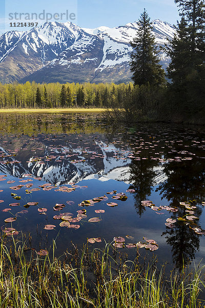 Blick auf Seerosenblätter auf einem Teich mit den Chugach-Bergen im Hintergrund  Southcentral Alaska  Frühling