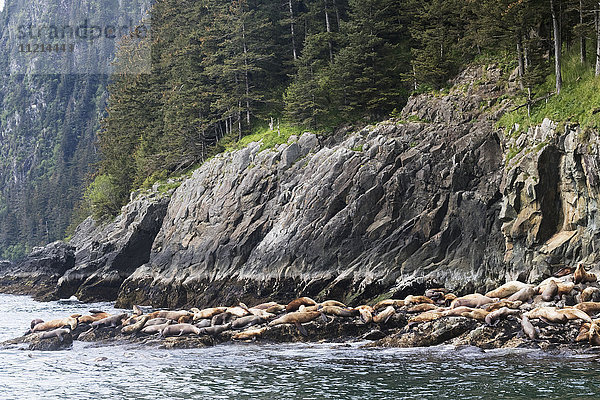 Seelöwen außerhalb von Valdez und in der Nähe des Columbia-Gletschers; Alaska  Vereinigte Staaten von Amerika'.