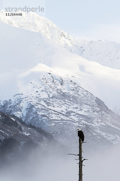 Ausgewachsener Weißkopfseeadler (Haliaeetus leucocephalus) auf der Spitze eines abgestorbenen Baumes mit schneebedeckten Bergen in der Ferne  Portage Valley; Alaska  Vereinigte Staaten von Amerika'.