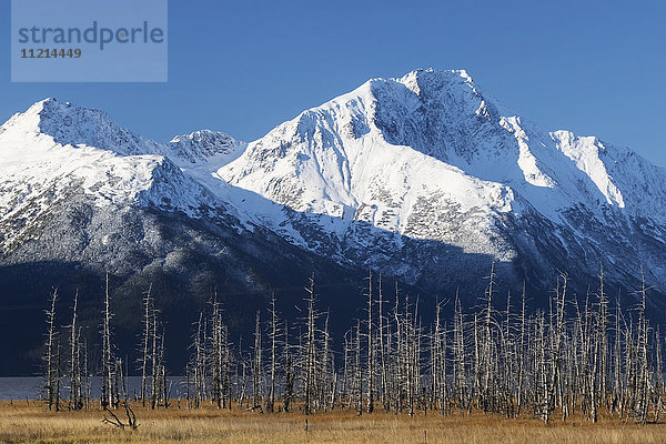 Schneebedeckte Berge und durch Erdbeben/Salzwasser (1964) umgestürzte Bäume auf dem Foto  etwa Meile 90 Seward Highway; Girdwood  Alaska  Vereinigte Staaten von Amerika'.