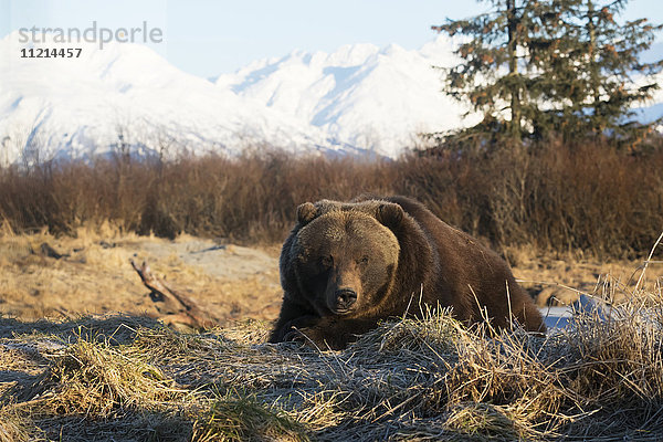 Ausgewachsener Braunbär (ursus arctos) in Gefangenschaft im Alaska Wildlife Conservation Centre; Portage  Alaska  Vereinigte Staaten von Amerika'.