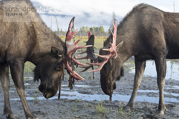 Elchbulle (alces alces)  der gerade seinen Samt abwirft und dessen Geweih ein wenig rot aussieht  Alaska Wildlife Conservation Centre; Portage  Alaska  Vereinigte Staaten von Amerika'.