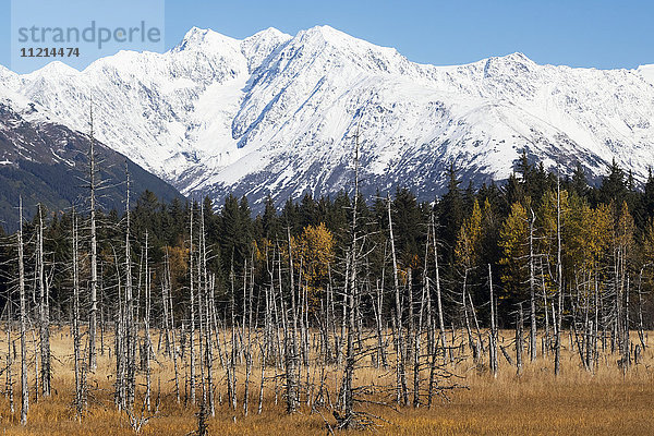 Schneebedeckte Berge und erdbeben- und salzwassergeschädigte Bäume  Seward Highway; Girdwood  Alaska  Vereinigte Staaten von Amerika'.