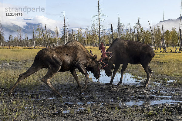 Elchbulle (alces alces)  der gerade seinen Samt abwirft und dessen Geweih ein wenig rot aussieht  in Gefangenschaft im Alaska Wildlife Conservation Centre; Portage  Alaska  Vereinigte Staaten von Amerika'.