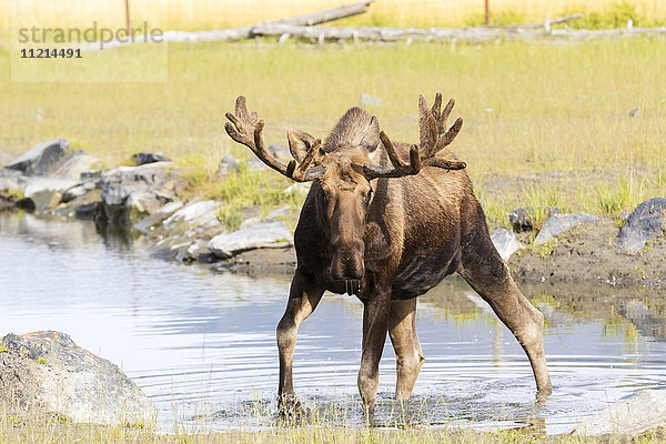 Elchbulle (alces alces) watet im Wasser in Richtung der Kamera  Geweih noch in Samt  in Gefangenschaft  im Alaska Wildlife Conservation Centre; Portage  Alaska  Vereinigte Staaten von Amerika'.