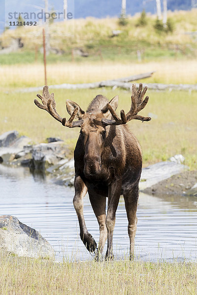 Elchbulle (alces alces) geht auf die Kamera zu  Geweih noch in Samt  in Gefangenschaft  im Alaska Wildlife Conservation Centre; Portage  Alaska  Vereinigte Staaten von Amerika'.