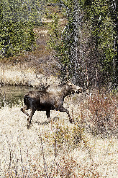 Eine Elchkuh (alces alces) läuft durch ein sumpfiges Gebiet in der Nähe des Moose Pass  neben dem Seward Highway; Alaska  Vereinigte Staaten von Amerika'.