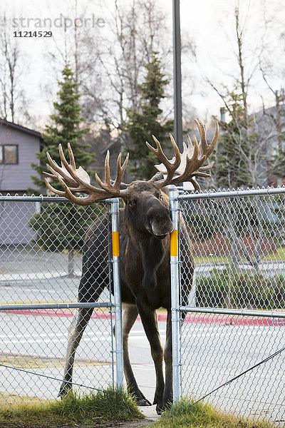 Ein großer Elchbulle (alces alces) zwängt sich durch eine Zaunöffnung auf dem Schulhof der Lake Hood Elementary School  während er einen anderen Bullen verfolgt; Anchorage  Alaska  Vereinigte Staaten von Amerika'.