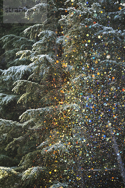 Eine sehr ungewöhnliche Situation mit Eiskristallen  die von vereisten Bäumen fielen und in der tiefstehenden Nachmittagssonne funkelten  die dann kleine farbige Kristalle in verschiedenen Regenbogenfarben hervorbrachte  Crow Creek Road bei Girdwood; Alaska  Vereinigte Staaten von Amerika'.