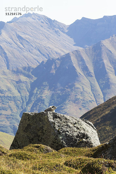 Ein Murmeltier (Marmota caligata) sonnt sich auf einem Felsen oben am Hatcher Pass in der Nähe von Palmer; Alaska  Vereinigte Staaten von Amerika'.