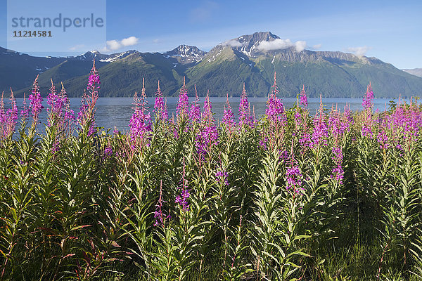 Landschaft mit Feuergras und den Kenai Mountains und Turnagain Arm im Hintergrund  Süd-Zentral-Alaska  Sommer