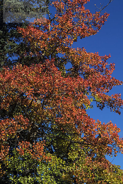 Wechselnde Farben an einem Baum im Herbst  Denali National Park  Alaska  USA