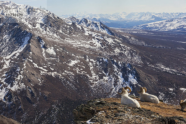 Aussicht auf die Berge im zeitigen Frühjahr mit Dall-Schafböcken im Vordergrund  Denali-Nationalpark  Inner-Alaska