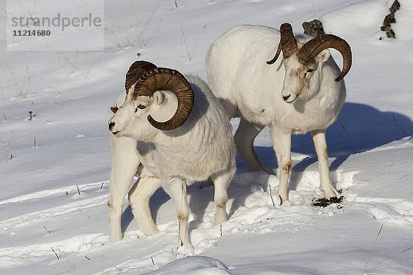 Zwei Dall-Schafböcke im Schnee  Chugach Mountains  Süd-Zentral-Alaska  USA