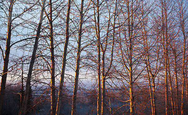 Sonnenbeschienene Bäume bei Sonnenuntergang  Arctic Valley  Herbst  Süd-Zentral-Alaska  USA