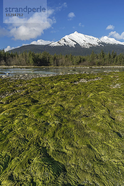 Grünes Moos kündigt die Ankunft des Frühlings entlang des Mendenhall River an  jenseits des Mt. McGinnis  Tongass National Forest; Juneau  Alaska  Vereinigte Staaten von Amerika'.