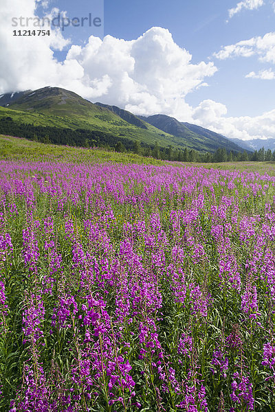Feuerkraut (Chamerion angustifolium) blüht im Turnagain Pass im Sommer  Süd-Zentral-Alaska; Alaska  Vereinigte Staaten von Amerika'.