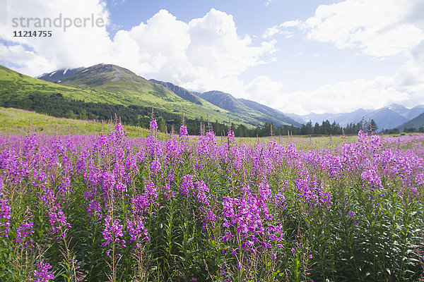 Feuerkraut (Chamerion angustifolium) blüht im Turnagain Pass im Sommer  Süd-Zentral-Alaska; Alaska  Vereinigte Staaten von Amerika'.