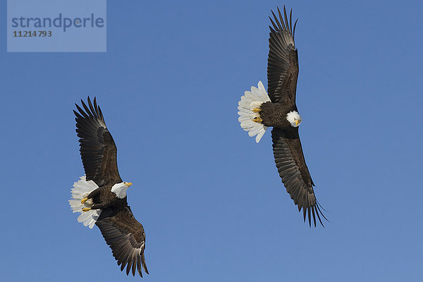 Weißkopfseeadler (Haliaeetus leucocephalus) im Flug vor blauem Himmel  nahe Girdwood; Alaska  Vereinigte Staaten von Amerika'.