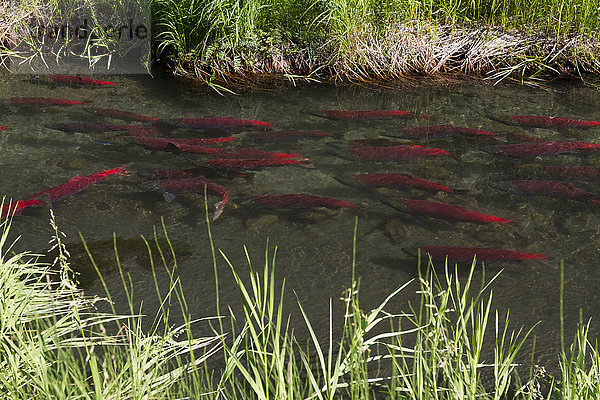 Roter Sockeye-Lachs (Oncorhynchus nerka)  der sich von Silber zu Rot verfärbt  nachdem er zum Laichen in einem kleinen Bach in der Nähe von Meile 33 des Seward Highway in der Sommerzeit in Süd-Zentral-Alaska abgelaicht hat; Alaska  Vereinigte Staaten von Amerika'.