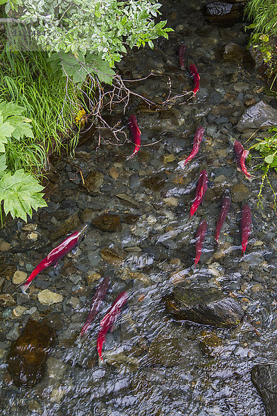 Roter Sockeye-Lachs (Oncorhynchus nerka) in einem kleinen Fluss in der Nähe von Meile 33 des Seward Highway zur Sommerzeit  Süd-Zentral-Alaska; Alaska  Vereinigte Staaten von Amerika'.