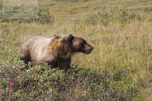Grizzlybär (ursus arctos horribilis) in der Nähe der Parkstraße  Denali National Park and Preserve  Inneres Alaska im Sommer; Alaska  Vereinigte Staaten von Amerika'.