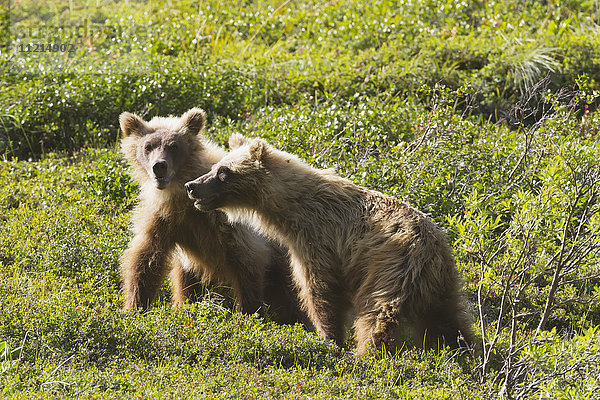 Grizzly-Welpen (ursus arctos horribilis) spielen zusammen im Gebüsch und in der Tundra  Denali National Park and Preserve  Alaska im Sommer; Alaska  Vereinigte Staaten von Amerika'.
