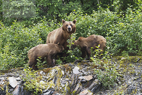 Braunbärenjunge (ursus arctos)  die von ihrer Mutter gesäugt werden  Valdez-Gebiet in der Nähe der Fischbrutanstalt am Allison Point  Süd-Zentral-Alaska im Sommer; Alaska  Vereinigte Staaten von Amerika'.