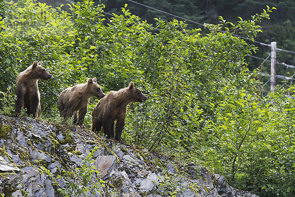 Drei Bärengeschwister (ursus arctos) stehen auf einem Hügel mit Blick auf die Dayville Road und suchen nach ihrer Mutter  die in der Nähe füttert  Valdez in der Nähe der Fischbrutanstalt am Allison Point  Süd-Zentral-Alaska im Sommer; Alaska  Vereinigte Staaten von Amerika'.