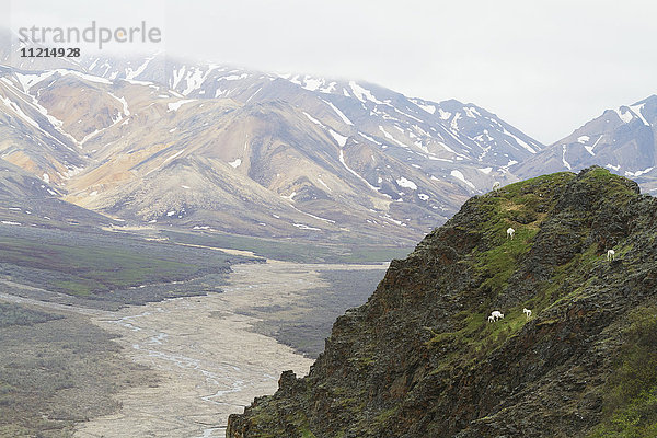 Landschaftliche Ansicht von Dallschafen (ovis dalli) im Denali-Nationalpark  im Inneren Alaskas im Sommer; Alaska  Vereinigte Staaten von Amerika'.
