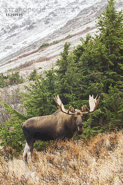 Großer Elchbulle (alces alces) auf dem Powerline Pass Trail in den Hügeln von Anchorage im Herbst; Anchorage  Alaska  Vereinigte Staaten von Amerika'.