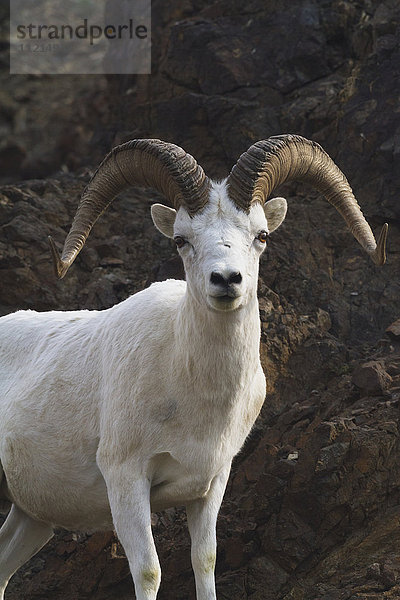 Nahaufnahme eines Dallschafs (ovis dalli)  Denali National Park and Preserve  Inneres Alaska; Alaska  Vereinigte Staaten von Amerika'.