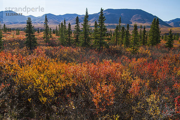 Herbstfarben im Denali National Park and Preserve  Alaska im Herbst; Alaska  Vereinigte Staaten von Amerika'.