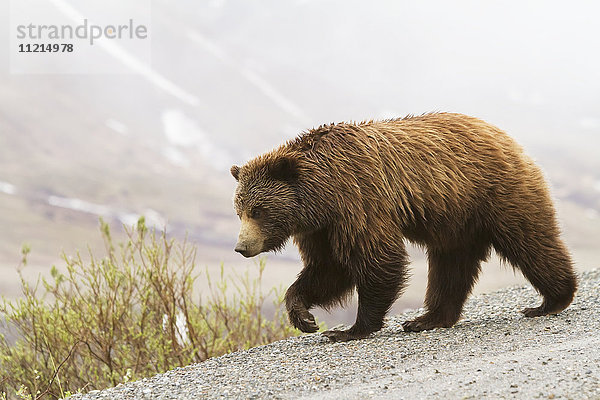 Grizzlybär (ursus arctos horribilis) auf der Parkstraße  Denali National Park and Preserve  Sommerzeit im Inneren Alaskas; Alaska  Vereinigte Staaten von Amerika'.