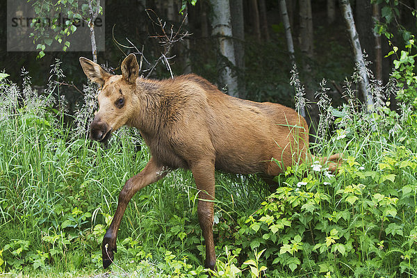 Ein Elchkalb (alces alces) ernährt sich von der Vegetation in der Nähe seiner Mutter  Sommerzeit in Süd-Zentral-Alaska; Anchorage  Alaska  Vereinigte Staaten von Amerika'.
