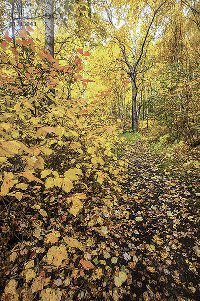 Herbstfarben entlang des Falls Creek Trail bei etwa Meile 105 Seward Highway  Süd-Zentral-Alaska; Alaska  Vereinigte Staaten von Amerika'.