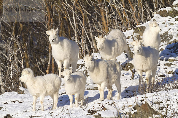 Bande von Dallschafen (ovis dalli)  Mutterschaf und Lämmer im Winter  Süd-Zentral-Alaska; Alaska  Vereinigte Staaten von Amerika'.