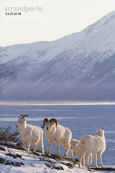 Dallschaf (ovis dalli)  Widder  Mutterschaf und Lamm in der Nähe von Windy Point am Seward Highway bei Meile 106  Süd-Zentral-Alaska im Winter; Alaska  Vereinigte Staaten von Amerika'.