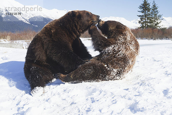 Braunbären (ursus arctos) in Gefangenschaft spielen im Schnee im Alaska Wildlife Conservation Center; Portage  Alaska  Vereinigte Staaten von Amerika'.