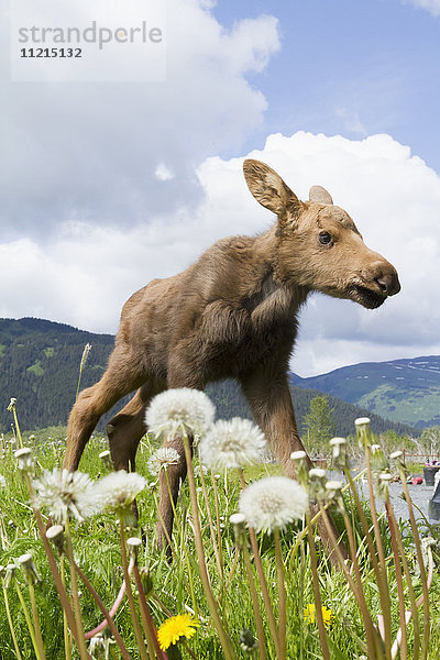 Junger Elch (alces alces) im Gras beim Alaska Wildlife Conservation Center im Sommer; Portage  Alaska  Vereinigte Staaten von Amerika'.