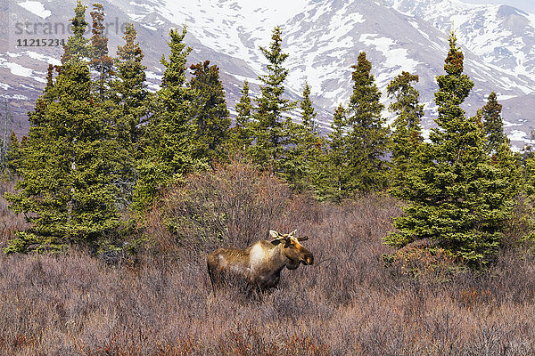 Junger Elchbulle (alces alces) in Süd-Zentral-Alaska im Frühling; Alaska  Vereinigte Staaten von Amerika'.