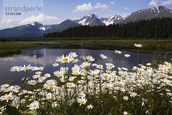 Wilde Gänseblümchen färben den Straßenrand in der Nähe von Meile 1 der Nash Road in der Nähe von Seward in Süd-Zentral-Alaska. In diesem Sumpf nisten viele Vögel wie Trompeterschwäne und Enten; Alaska  Vereinigte Staaten von Amerika'.