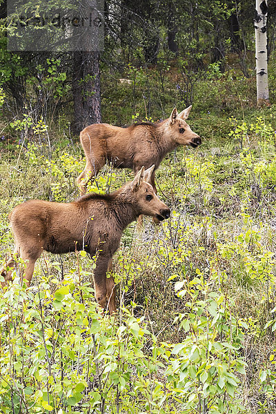 Elchkälber (alces alces) im Denali National Park and Preserve  im Inneren Alaskas im Frühling; Alaska  Vereinigte Staaten von Amerika'.