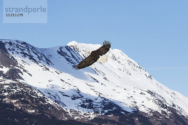 Ein erwachsener Weißkopfseeadler (Haliaeetus leucocephalus) breitet seine Flügel aus und fliegt neben den schneebedeckten Bergen im Portage Valley in Süd-Zentral-Alaska; Alaska  Vereinigte Staaten von Amerika'.